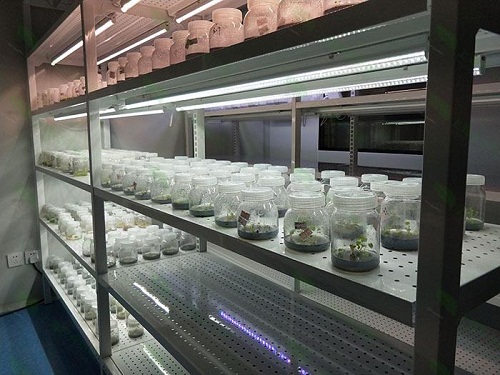 麻章植物组织培养实验室设计建设方案